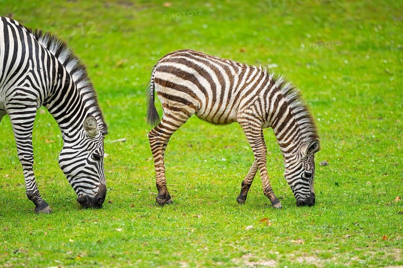 Plains zebra (Equus quagga) mother and foal standing on a meadow, Germany