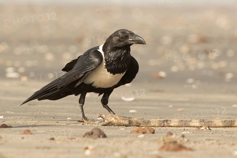Pied Crow (Corvus albus) with snake eel, Gambia