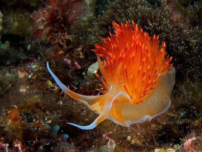Orange Godiva (Dondice banyulensis)