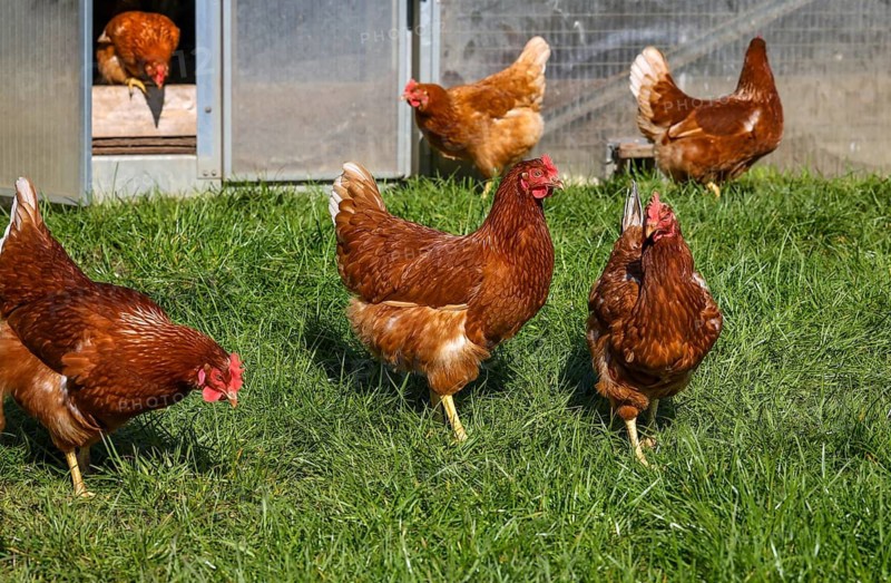 Wesel, North Rhine-Westphalia, Germany, Free-range organic chickens in a meadow in front of a Hühnermobil. Free-range chickens live outdoors all year round on the meadow by and in the Hühnermobil, a mobile chicken coop