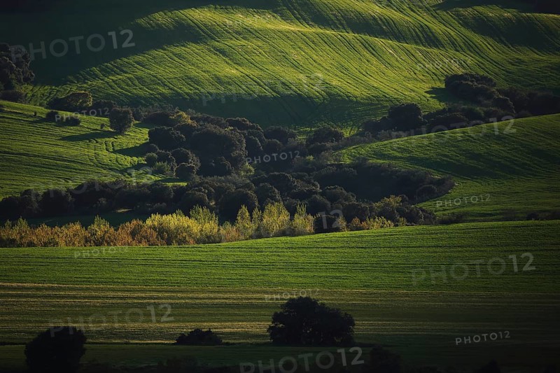 Sunlit green hills with vibrant, lush trees dotting the landscape, creating a serene and picturesque countryside scene. Shadows accentuate the gentle curves of the terrain