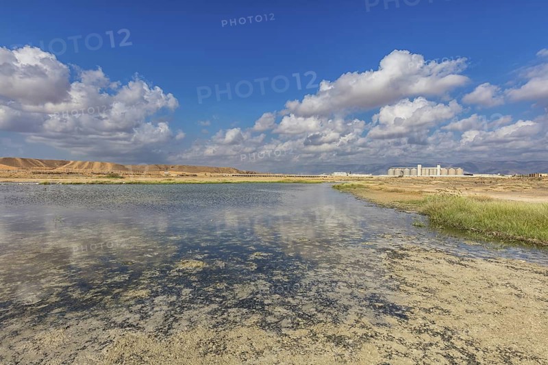 Landscape Oman, Raysut Waste Water Treatment Plant, Tree, Palm, Building, Steppe Eagle, Aquila nipalensis, Aigle des steppes, ¡guila Esteparia, Biotope, Raysut Waste Disposal, Salalah, Dhofar, Oman