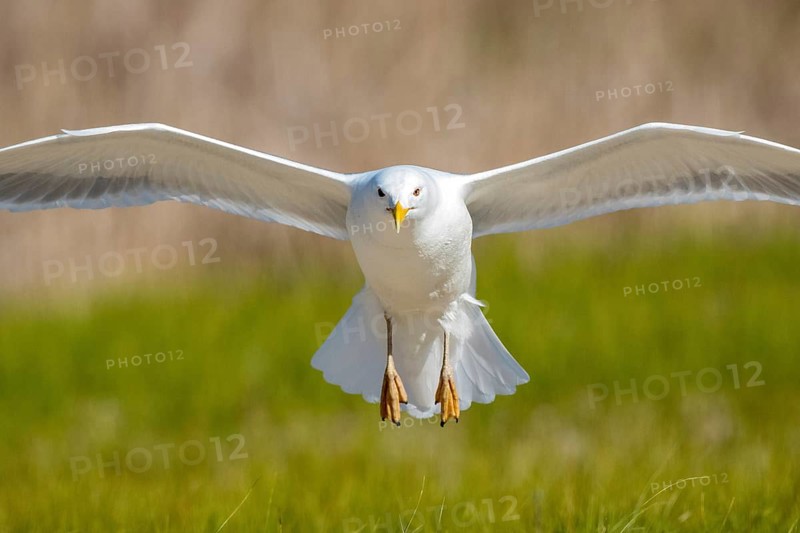 Caspian Gull (Larus cachinnans) flying, Romania