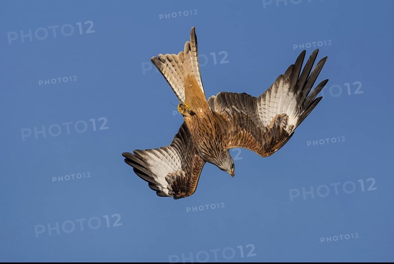 Red Kite (Milvus milvus) flying, Wales, United Kingdom
