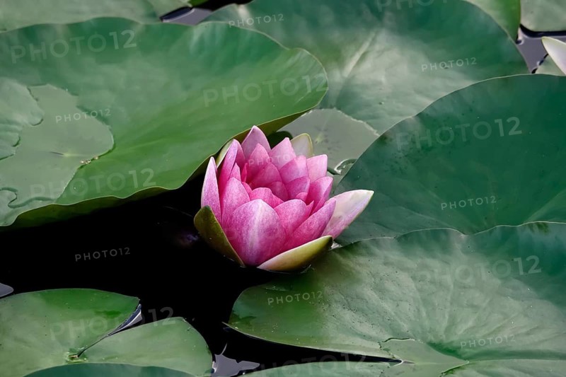 Water lily pond in late summer, water lilies (Nymphaea), Saxony, Germany