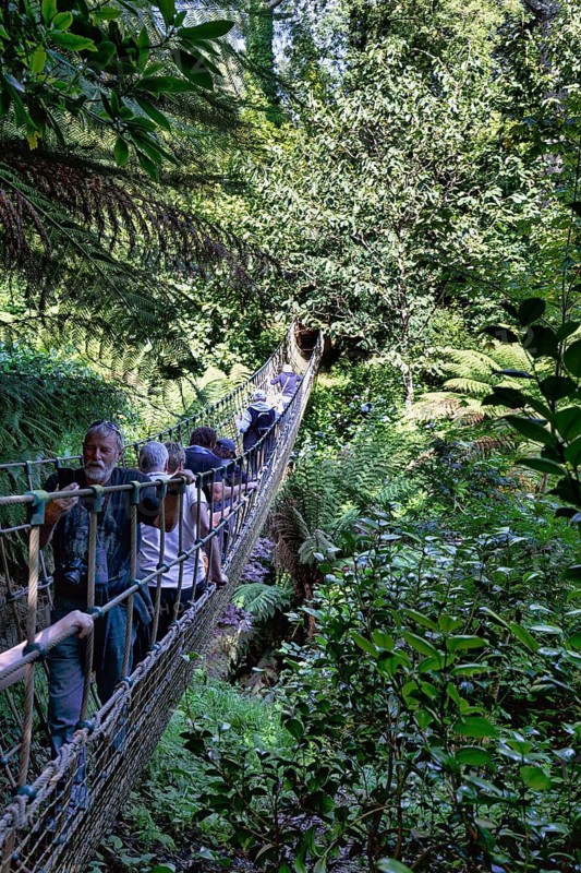 Walkers crossing Burma suspension bridge in the jungle, Lost Gardens of Heligan, Cornwall, England, Great Britain