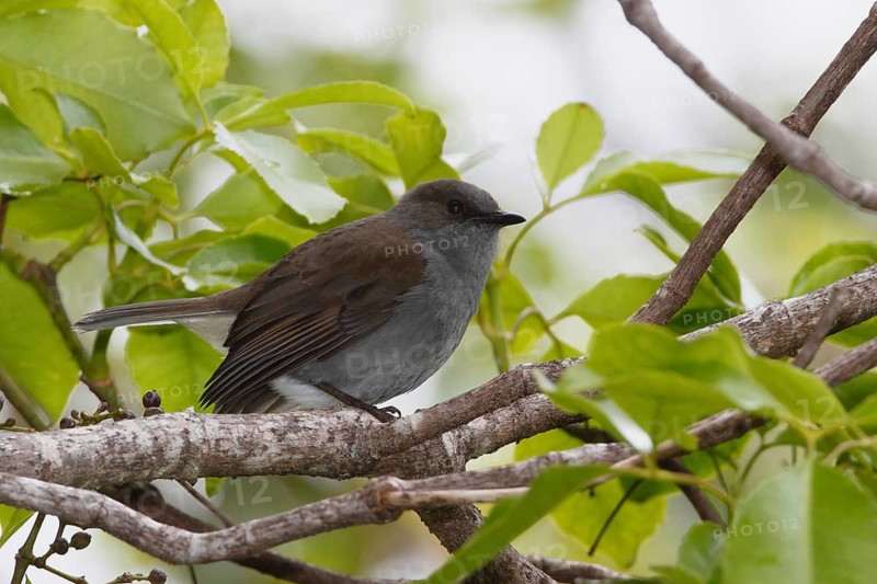 Photographed on the Island of Hawaii.Endemic to the Island of Hawaii