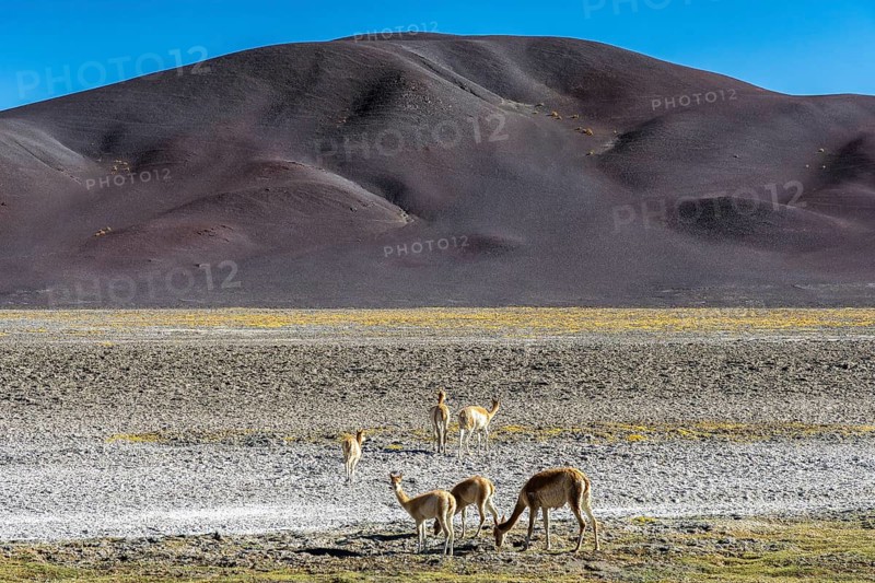Vicunas graze peacefully in the Andean Highlands of La Puna, Argentina, surrounded by rugged hills and arid terrain under a clear blue sky, encapsulating serene nature
