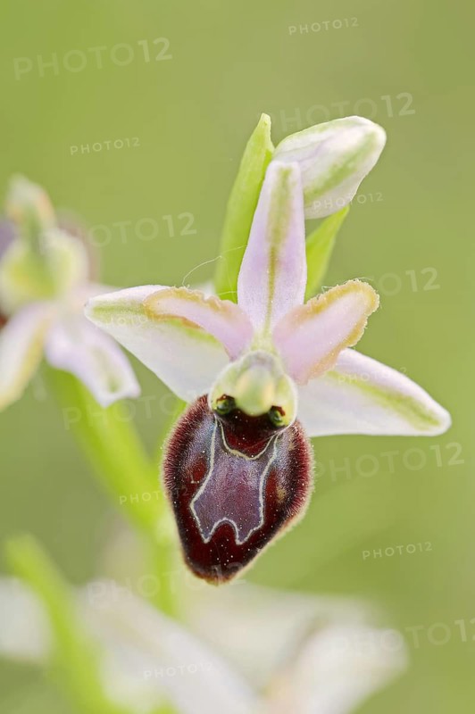 Ragwort in splendour (Ophrys splendida), flower, Provence, southern France