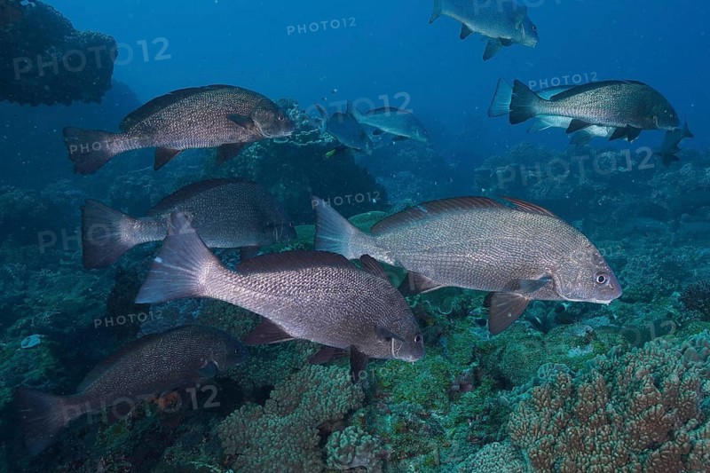 Slender Bardman (Umbrina ronchus Umbrina robinsoni)