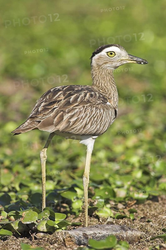 Double-striped Thick-knee (Burhinus bistriatus), Costa Rica