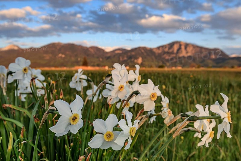 Flower meadow, wild daffodils, white, flowers, spring, Loisach-Lake Kochel-Moor, behind Jochberg, Bavaria, Germany