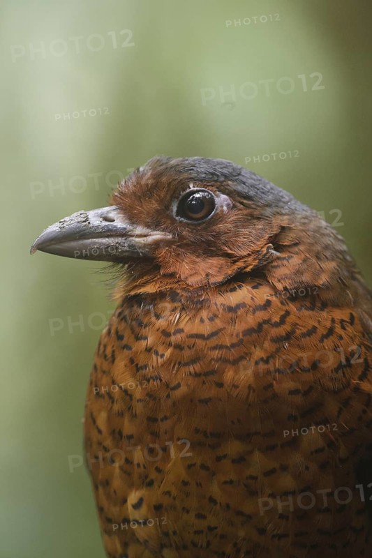 Giant Antpitta (Grallaria gigantea), Pichincha, Ecuador