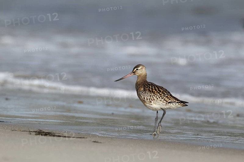Pfuhlschnepfe; lat. Limosa lapponica; am Spülsaum gehend; Nordseestrand; Düne von Helgoland: