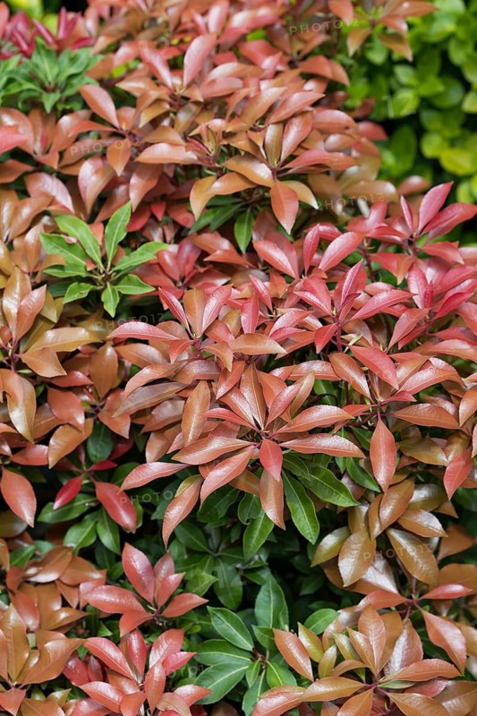 (Pieris japonica 'Red Mill'), An den Dorfwiesen 9, Germany