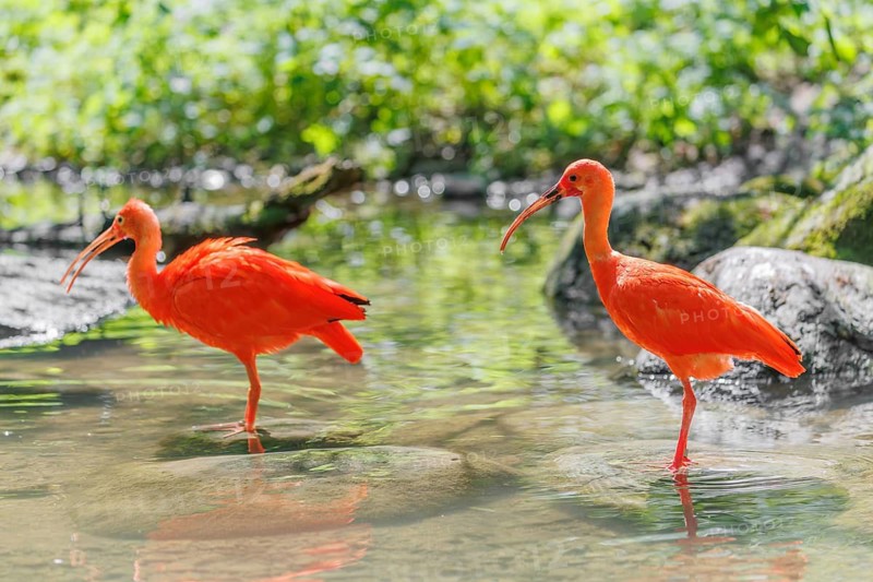 Two scarlet ibis (Eudocimus ruber) stand in the shallow water of a riverbank