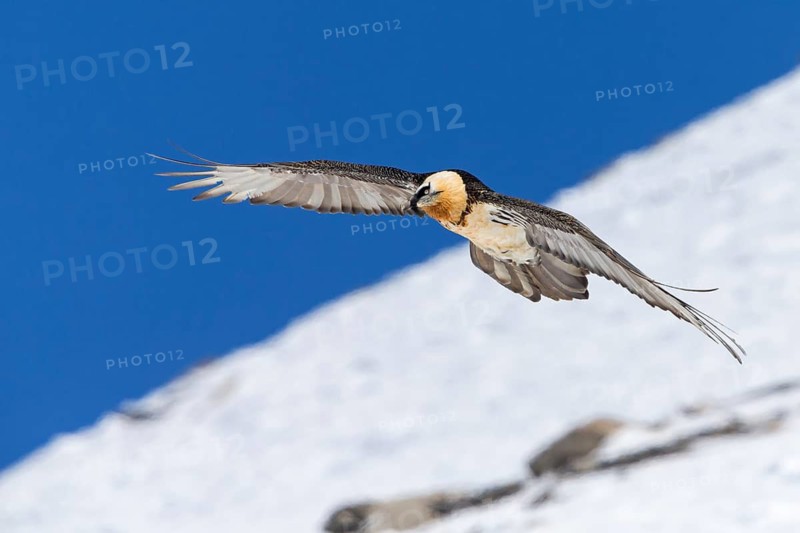 Bartgeier, Lammergeier, Gypaetus barbatus, Gypaetus barbatus meridionalis, Gypaète barbu, Quebrantahuesos