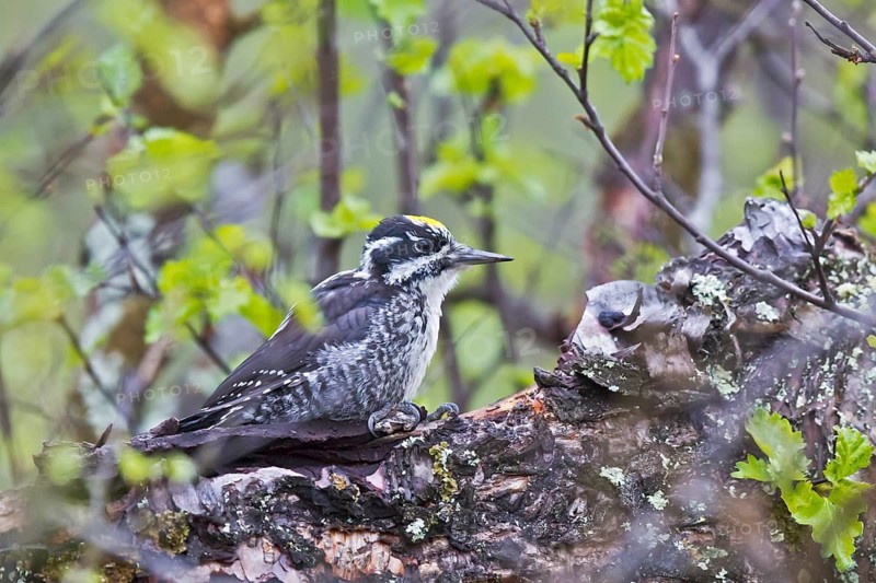 Eurasian Three-toed Woodpecker (Picoides tridactylus) male, Dovrefjell, Norway