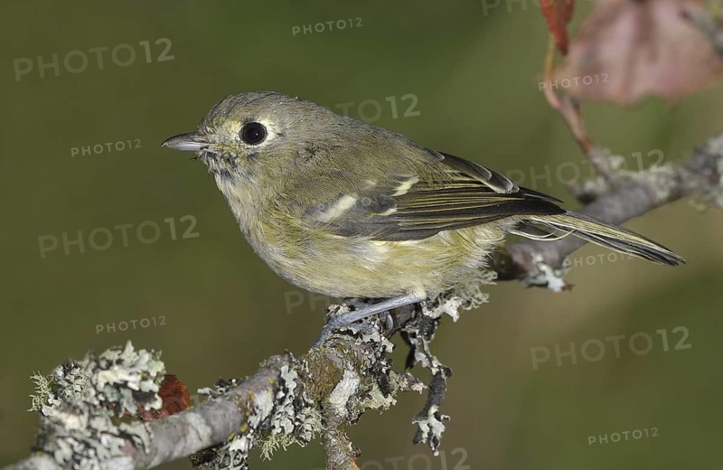 Hutton's Vireo (Vireo huttoni), British Columbia, Canada