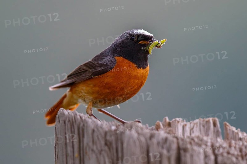 Common Redstart (Phoenicurus phoenicurus) male with feed in beak, North Rhine-Westphalia, Germany