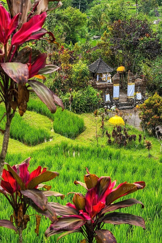 Jatiluwih, rice terrace, club lily (Cordyline fructosia), tropical plant, flower, red, temple, Hinduism, agriculture, export, tourism, travel, landscape, UNESCO, Bali, Indonesia