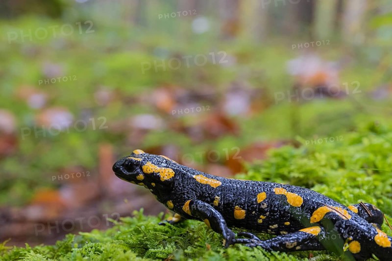 One fire salamander (Salamandra salamandra) walking over a mossy forest floor on a rainy day. IUCN conservation status is Near Threatened