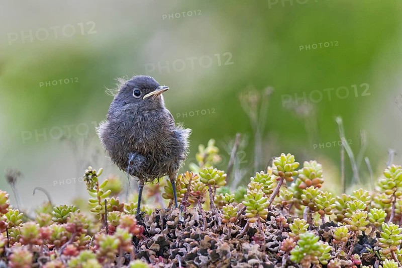 Black Redstart (Phoenicurus ochruros) juvenile, Bavaria, Germany