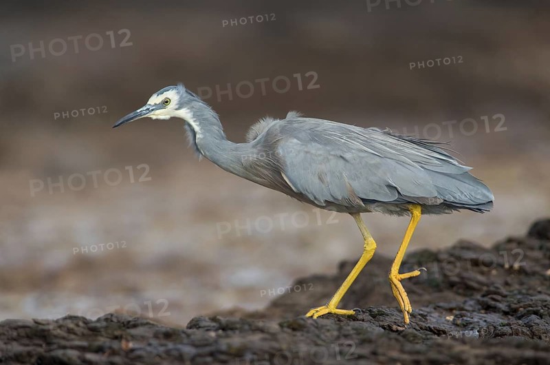 White-faced Heron (Egretta novaehollandiae), Victoria, Australia