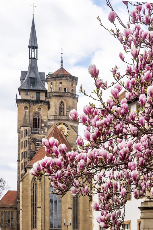 Magnolia blossom in Stuttgart. Magnolias (Magnolia) bloom in spring on Schlossplatz in front of the two towers of the historic collegiate church. Stuttgart, Baden-Württemberg, Germany