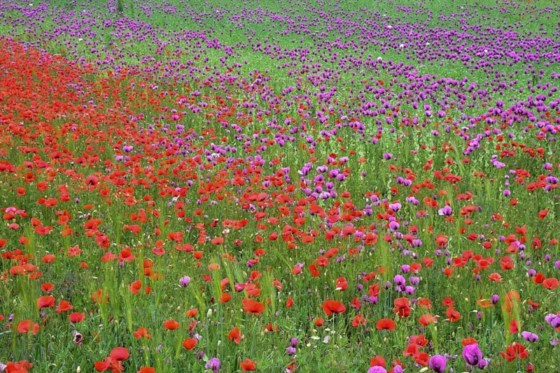 Field with poppies, red poppy (Papaver somniferum) and pink poppy, Bavaria, Germany