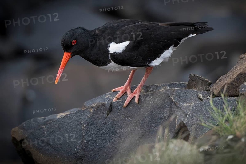 Oystercatcher (Haematopus ostralegus) standing on stone, Hvalfjörður, Iceland