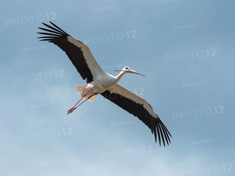 White Stork (Ciconia ciconia) flying, Brandenburg, Germany