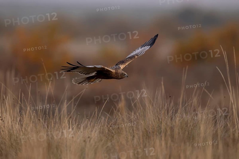 Marsh harrier (Circus aeruginosus), m, flying close to the ground, La Mancha, Spain