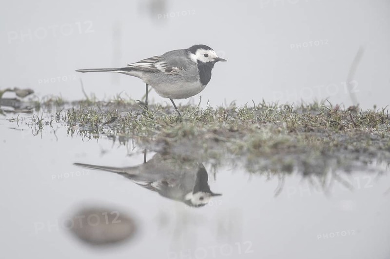 White wagtail (Motacilla alba), Lower Saxony, Germany