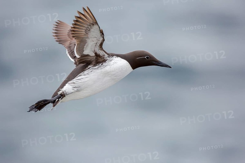 Common Murre (Uria aalge) flying, Farne Islands, United Kingdom