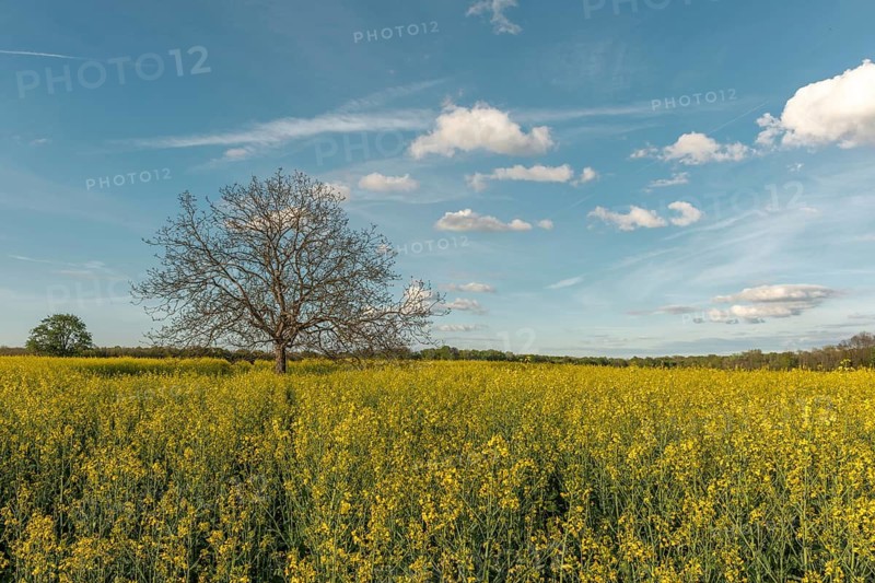 A field with yellow flowers and a tree in the centre. The sky is blue with some clouds. Bas Rhin, Alsace, France