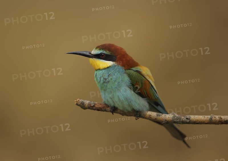European Bee-eater (Merops apiaster), Hungary