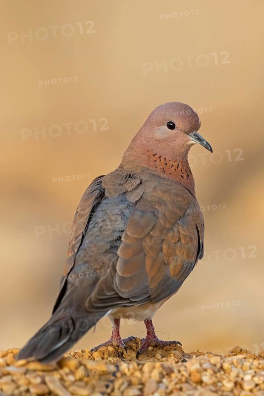Palmtaube, Laughing Dove, Palm Dove, Streptopelia senegalensis, Tourterelle maillée, Tourterelle de Sénégal, Tórtola Senegalesa