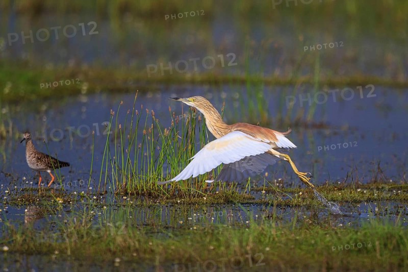 Squacco Heron (Ardeola ralloides) flying, Greece