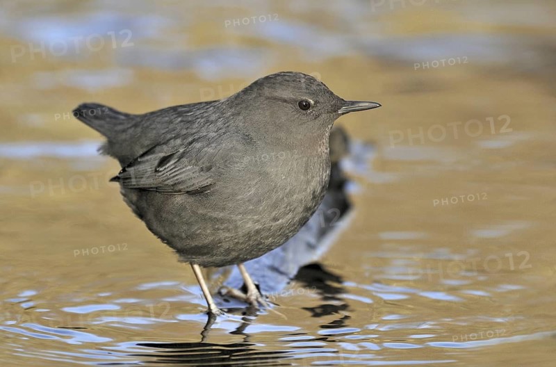 American Dipper (Cinclus mexicanus), British Columbia, Canada