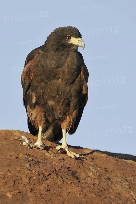Harris's Hawk (Parabuteo unicinctus), Utah, USA