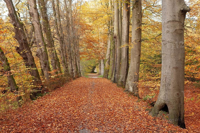 Autumn foliage, Stikelkamper Wald, Leer District, East Frisia, Lower Saxony, Germany