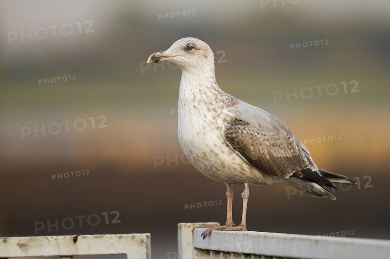European Herring Gull (Larus argentatus), Schleswig-Holstein, Germany