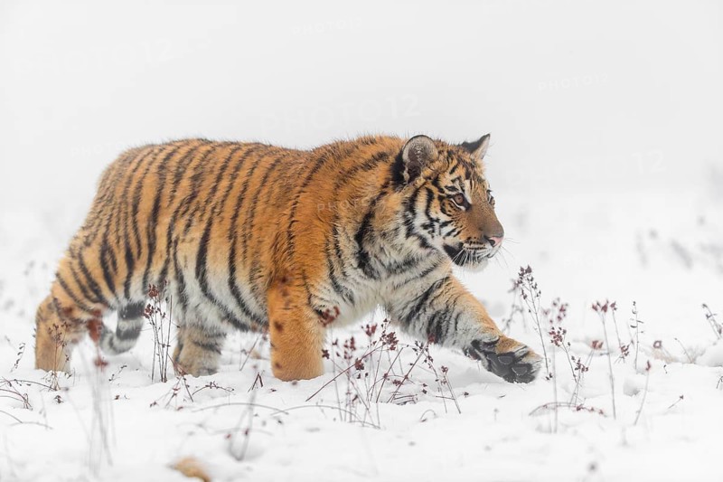 One young Siberian Tiger, Panthera tigris altaica, running over snowy meadow with dense fog in the background