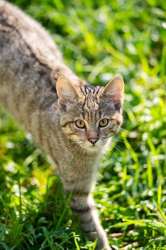 European wildcat (Felis silvestris silvestris) on a meadow, Hesse, Germany