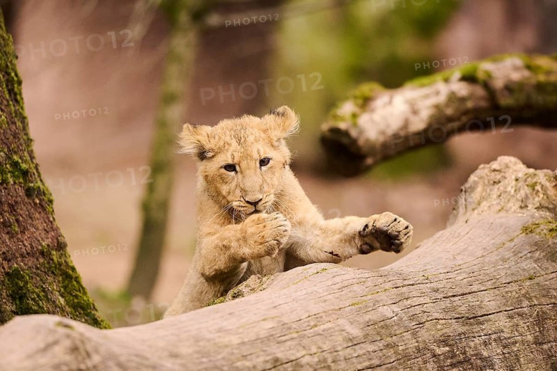 Asiatic lion (Panthera leo persica) cub climbing a tree trunk, captive