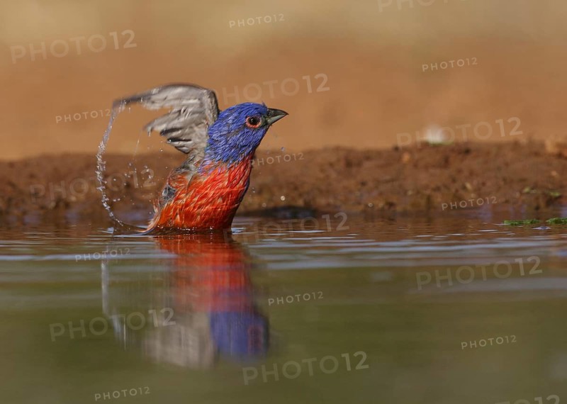 Painted Bunting (Passerina ciris) male bathing, Texas, USA
