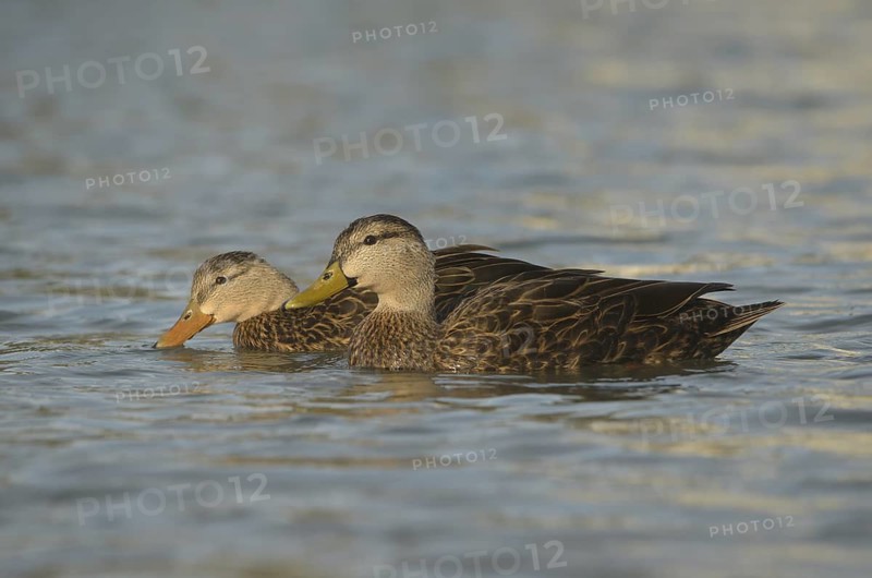 Mottled Duck (Anas fulvigula) pair, Texas, USA