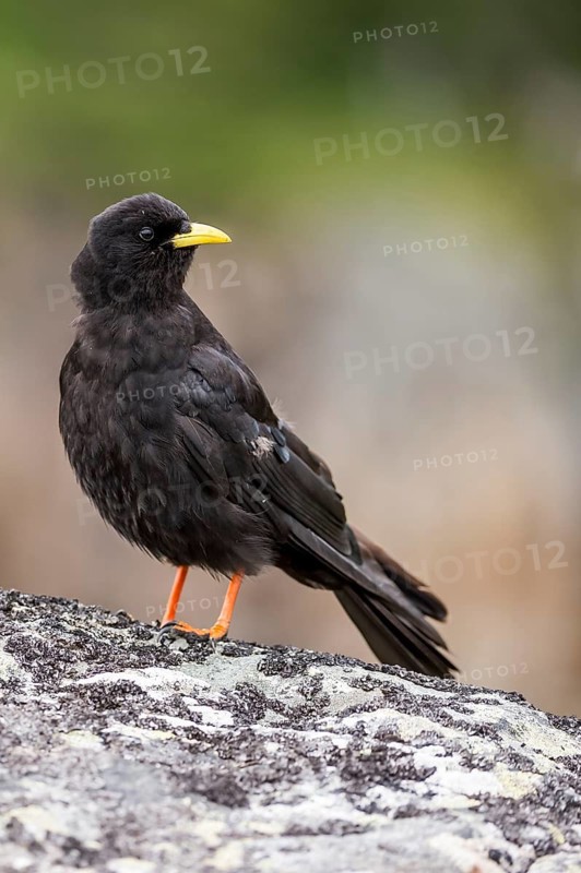 Alpine Chough (Pyrrhocorax graculus) perched on a rock, Bern, Switzerland