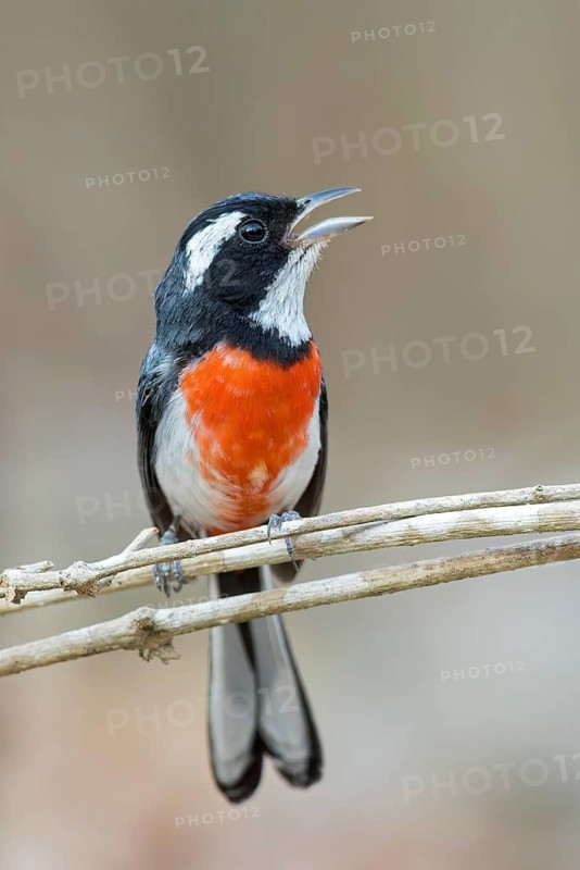 Red-breasted Chat (Granatellus venustus) perched on a branch in Oaxaca, Mexico